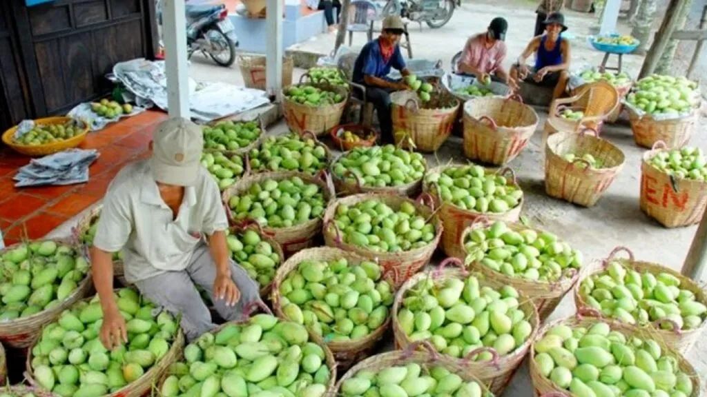 越南芒果惨遭滞销，价格暴跌近七成